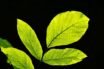 leaves, backlighting, nature, leaf, bright, light green, fresh, branch, plant, veins, leaf veins, shining, leaves, leaf, leaf, leaf, leaf, leaf